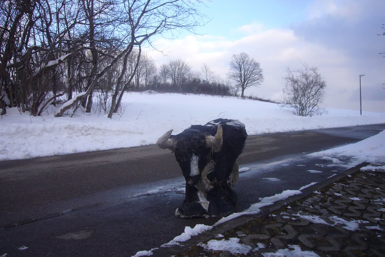 wahrer Stier im Schnee in Ochsenwang